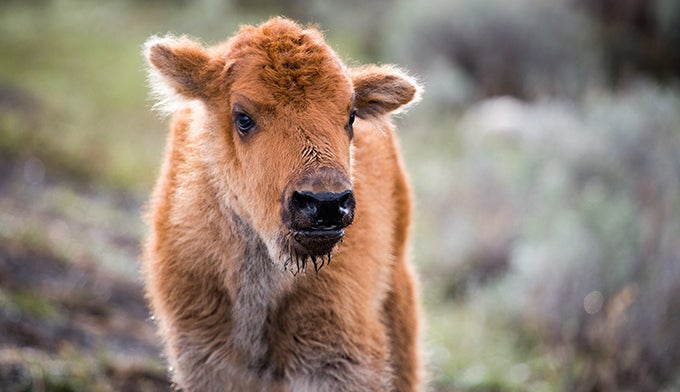Bison-Calf-May10_NPSNealHerbert_680 Bison Calf born on May 10, 2014