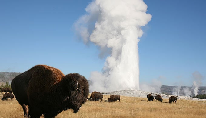 Bison-Old-Faithful_YSJ-pg21_680 Bison Herd at Old Faithful