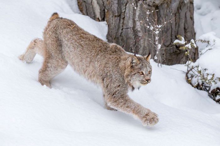Canadian-Lynx-winter_DP_700 Canadian Lynx