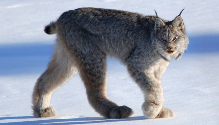 lynx_WikiKeithWilliams_700 Lynx