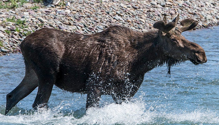 Moose-Glacier_NPSTimRains_700 A moose crossing a river in Glacier National Park