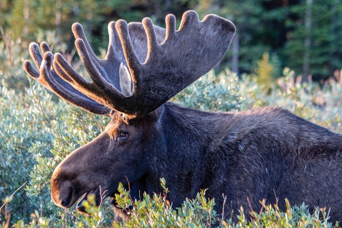 Moose-velvetantlers_morning_DP_700 Large bull moose eating willows in early morning light.