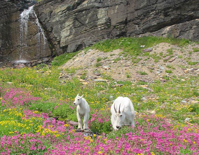 Mountain-Goats-Glacier-wildflowers_TamKimHiggins_700 Glacier National Park, Mountain Goats at Hidden Lake by Kim Higgins