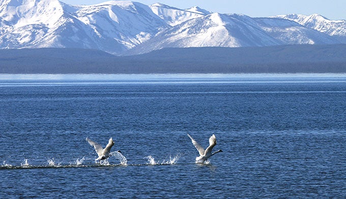 Swans-YS-Lake_FlickrNPSJimPeaco_680x392 Trumpeter swans taking off from Yellowstone Lake. Photo by NPS Jim Peaco