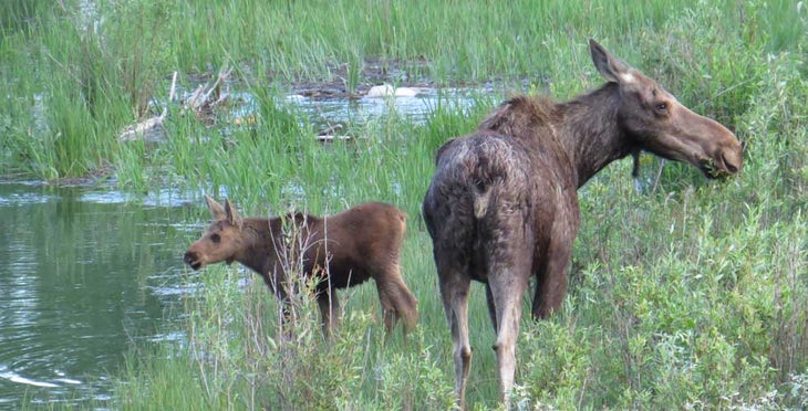 YSDayTours-Moose-calf_BrianMcCooey_courtesy A moose cow and her calf by Yellowstone Day Tours
