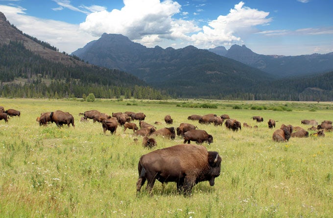 Bison-YS-mountains.sky_Adobe_680 Bison herd in Yellowstone