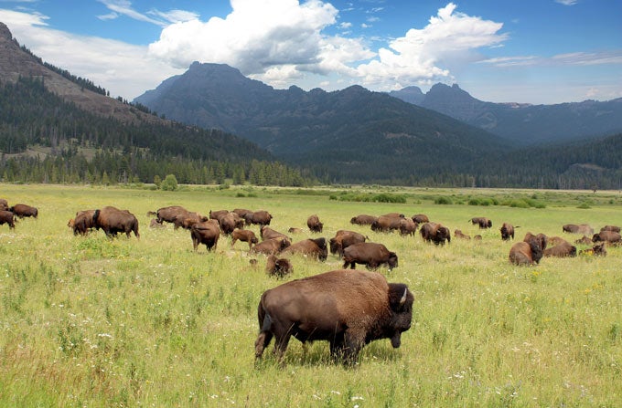 Bison herd in Yellowstone