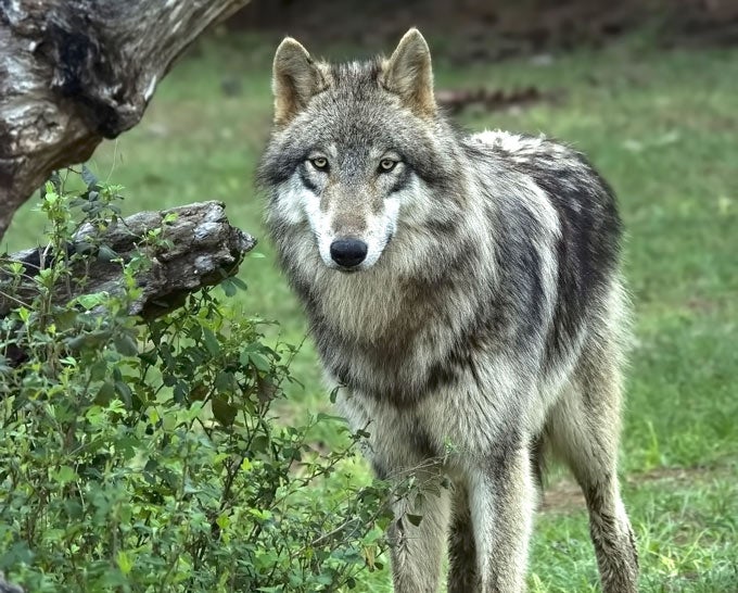 wolf-shutterstock_680 Wolf