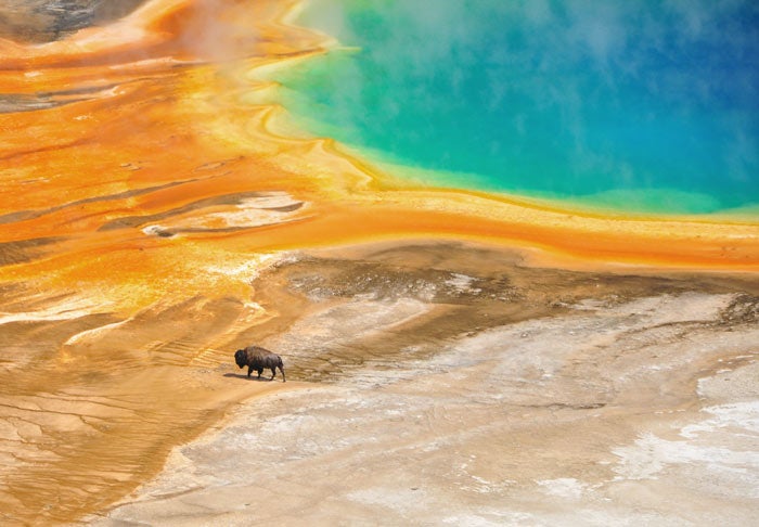 A lone bison at Yellowstone’s Grand Prismatic