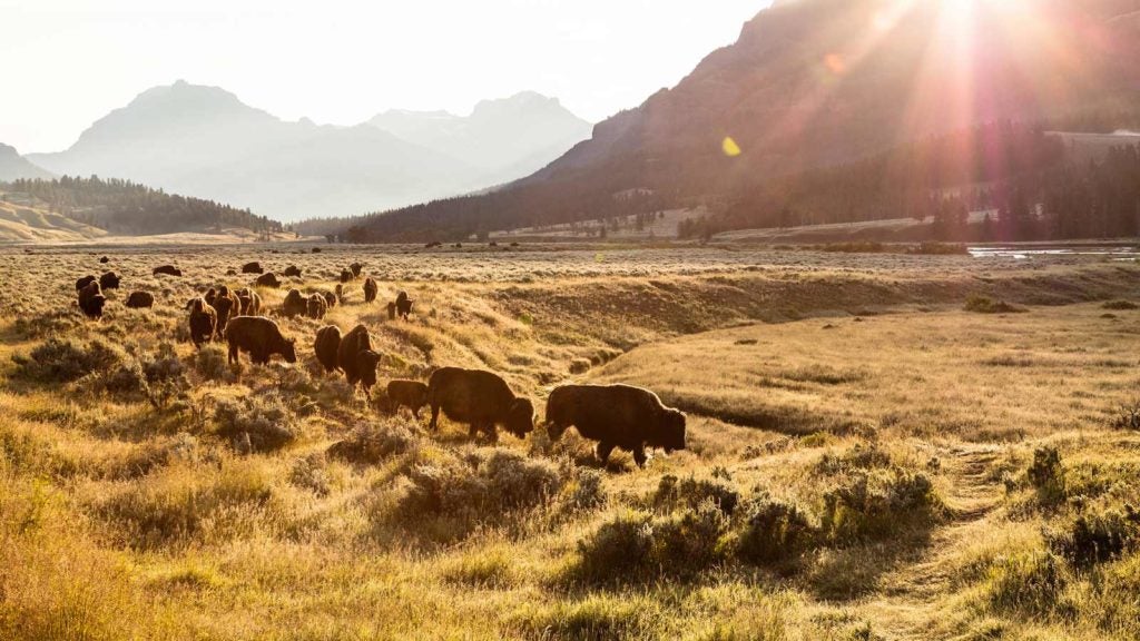 Watch Wildlife in Lamar Valley and Hayden Valley
