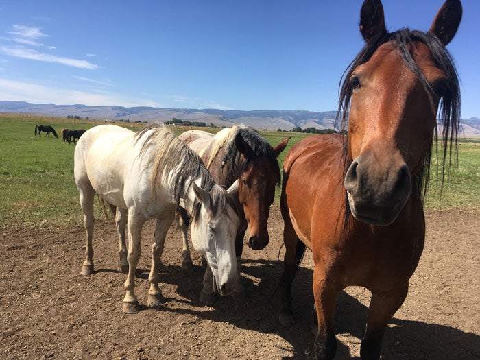 WindRiverWildHorseSanc-horses_ToriPeglar_700 Horses at the Wind River Wild Horse Sanctuary in Wyoming