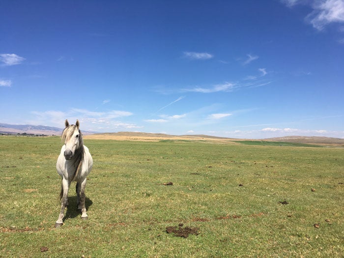 WindRiverWildHorseSanc-loneHorse_ToriPeglar_700 Lone horse at the Wind River Wild Horse Sanctuary
