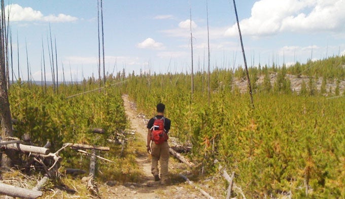 yellowstone-1988-fire-mallard-creek-trail In 2011, a hiker walks on Yellowstone's Mallard Creek Trail showing signs of recovery after the fires of 1988. Photo by Crystal Sagan