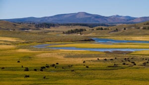 Hayden Valley Yellowstone Map Ys-Hayden-Valley-Bison_Vanuga_680" - Yellowstone National Park