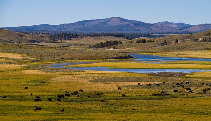 YS-Hayden-Valley-Bison_Vanuga_680 Yellowstone's Hayden Valley with a herd of bison.