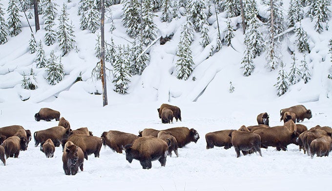 Bison-YS-snow_JeffVanuga_680 Yellowstone buffalo (bison) in the snow. Photo by Jeff Vanuga