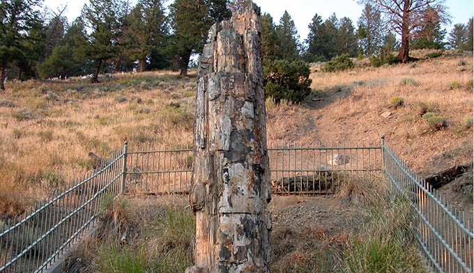 Petrified-tree-Yellowstone_WikiIldarSagdejev_680x392 Petrified tree trunk in Yellowstone National Park.
