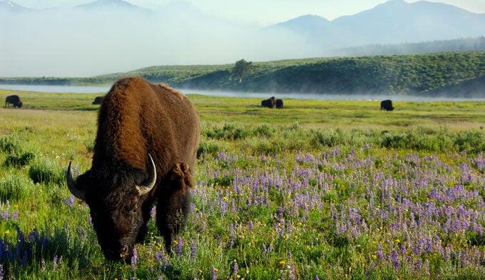 yellowstone-bison Bison in Yellowstone