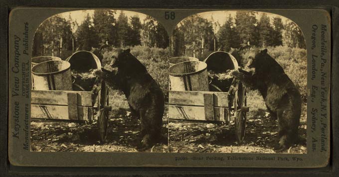 YS-Bear-feeding-show_WikiPD_680 Garbage Dump for Bear Show