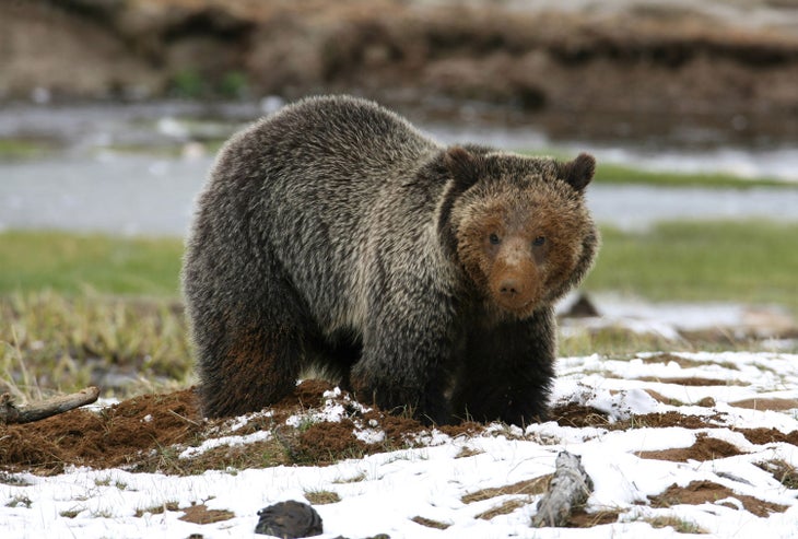 Grizzly Bear near Yellowstone's Obsidian Creek on April 24, 2009