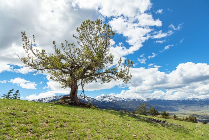 White pine on Mount Everts in Yellowstone