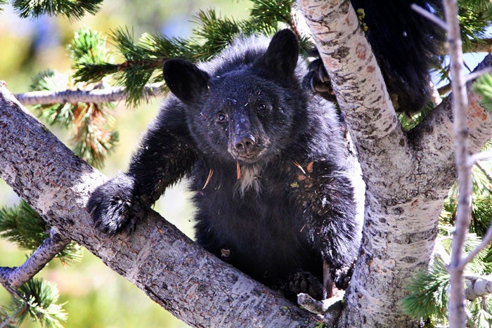 Bear-Black-Whitepine-YS_NPSEricJonston_700 A black bear in a Whitebark Pine on Dunraven Pass in Yellowstone.