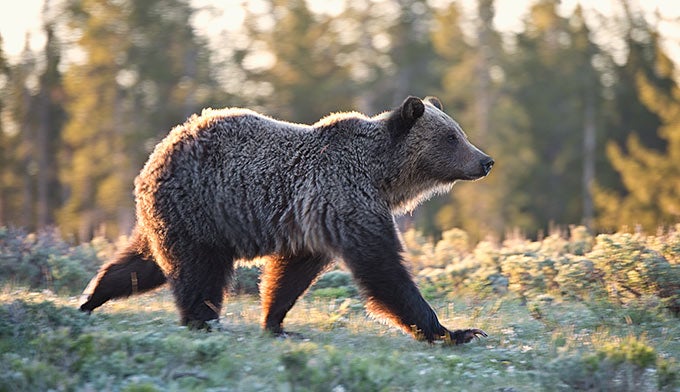 Bear-Grizzly_680x392 Grizzly bear in Yellowstone Park