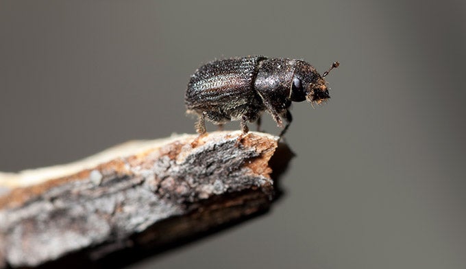 Beetle-Mountain-Pine_iStock_680 Mountain Pin Beetle