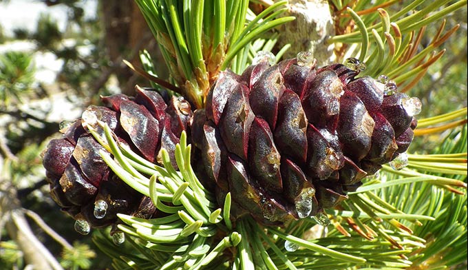 Whitebard-pine-cone_WikiMattLavin_680 Whitebark pinecone