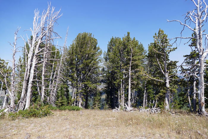 YS-Whitebark-Pine-Trees-MtWashburn_NPSDianeRenkin_700 Whitebark pine trees on Mt. Washburn in Yellowstone