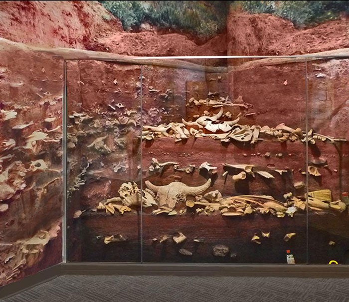 SundanceChamber-VoreBuffaloJump-exhibit_WyoOfficeOfTourism_700 Exhibit of bones at the Vore Buffalo Jump in Sundance, Wyoming