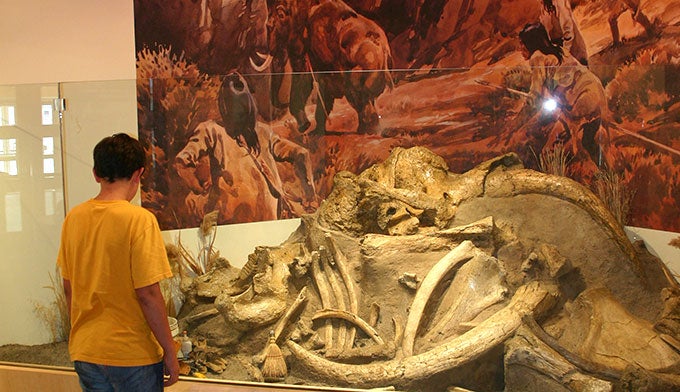 UW-Anthopology-Musuem-mammoth_MikeGray_courtesyLaramie_680 The woolly mammoth exhibit at the University of Wyoming Anthropology Museum.