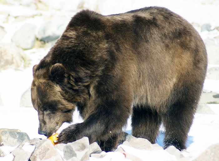 YS-GrizzlyWolfDiscoveryCenter-bear_FlickrEllieAttebery_700 Rescued grizzly bear at the Grizzly and Wolf Discovery Center in West Yellowstone