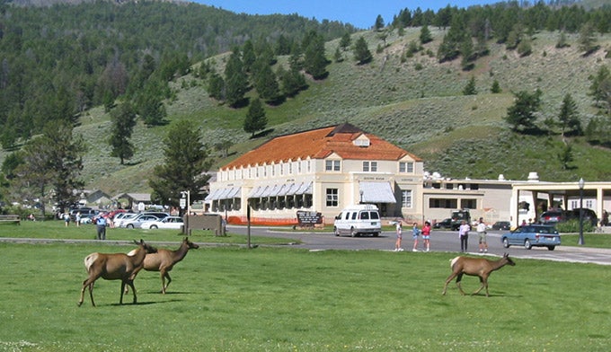 YS-Mammoth-dining-room-elk_FlickrTommyTex2001_680 Elk grazing outside of the Mammoth Dining Room in Yellowstone. Photo by Tommy Tex 2001 via Flickr