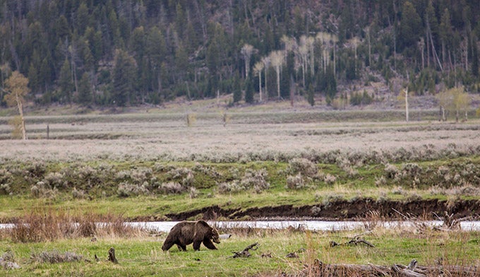 Bear-grizzly-LamarValley_NPSNealHerbert_680 A grizzly bear in Lamar Valley in Yellowstone.