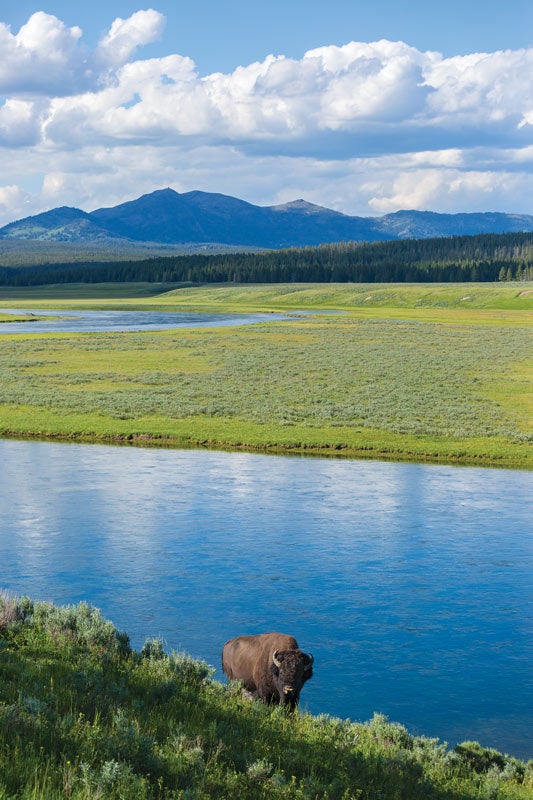 Bison-YS-Hayden-valley_Ordelheide_800 Grazing bison in Hayden Valley. Photo by Grant Ordelheide