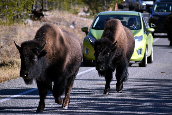 RoamYSGuiding-bison-road_ToddSchlotfeldt_courtesy_700 Bison on the road in Yellowstone