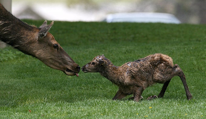 25 minute old elk calf at Mammoth Hot Springs. Photo by NPS Jim Peaco 25 minute old elk calf at Mammoth Hot Springs.