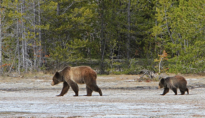 Bear-Grizzly-Momma-Cub-May15_NPSJimPeaco_680 Momma grizzly and her cub on May 15, 2014 near Daisy Geyser