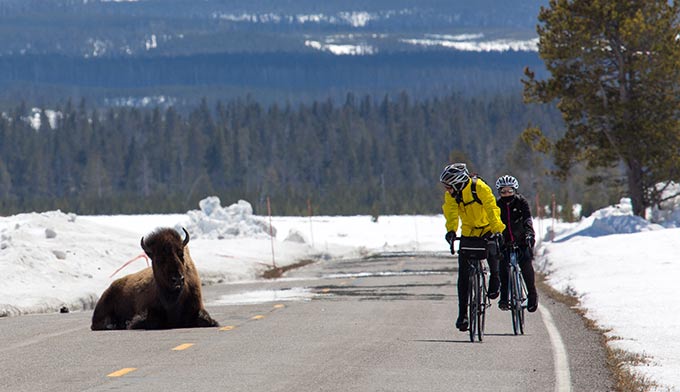 YS-Spring-Bicycling-bison_FlickrNPSNealHerbert_680x392 Spring bicycling from West Yellowstone in April
