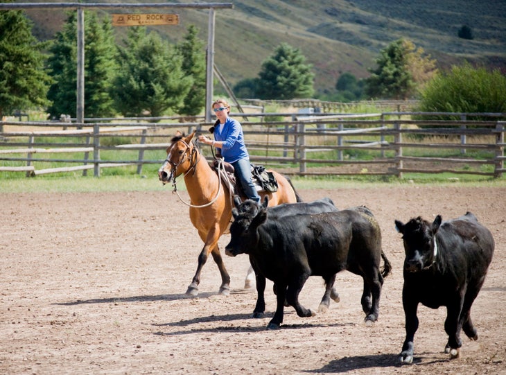 Herding cattle into the area at Red Rock Ranch - Dude Rancher's Association