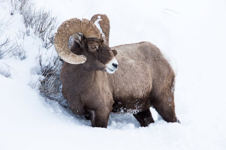 Bighorn-snow-Lamar-Valley_Ordelheide_800 Bighorn sheep in Yellowstone's Lamar Valley. Photo by Grant Ordelheide