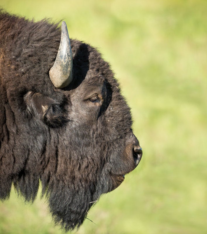 Bison-profile-closeup-GTeton_Ordelheide_800 Bison in Grand Teton's Moran Junction.