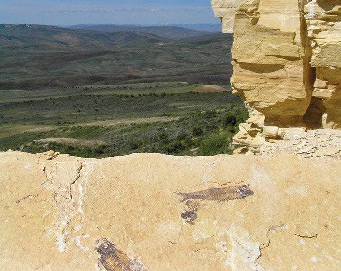 Fosile pe Cundick Ridge în Fossil Basin