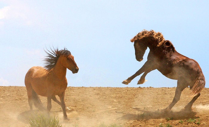 Moffat-Wild-Horses_courtesy_700 Wild Horses at Sand Wash Basin in Moffat County, Colo.