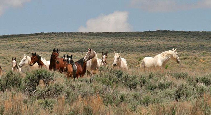 WildHorses-CO-SandWashBasin_BLM_700 Wild Horses in the Sand Wash Basin in Moffat County