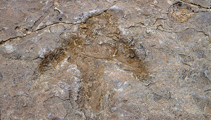 WY-RedGulchDinoTracksite-foot_BLMBobWick_700 Dinosaur footprint at Red Gulch Dinosaur Tracksite
