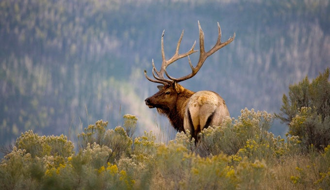 Gray Wolves Impact Elk
