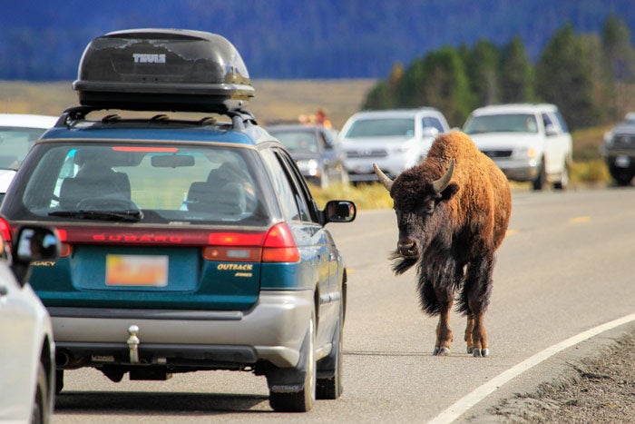 YS-bison-cars-road_DP_700 Driving in Yellowstone and encountering a bison