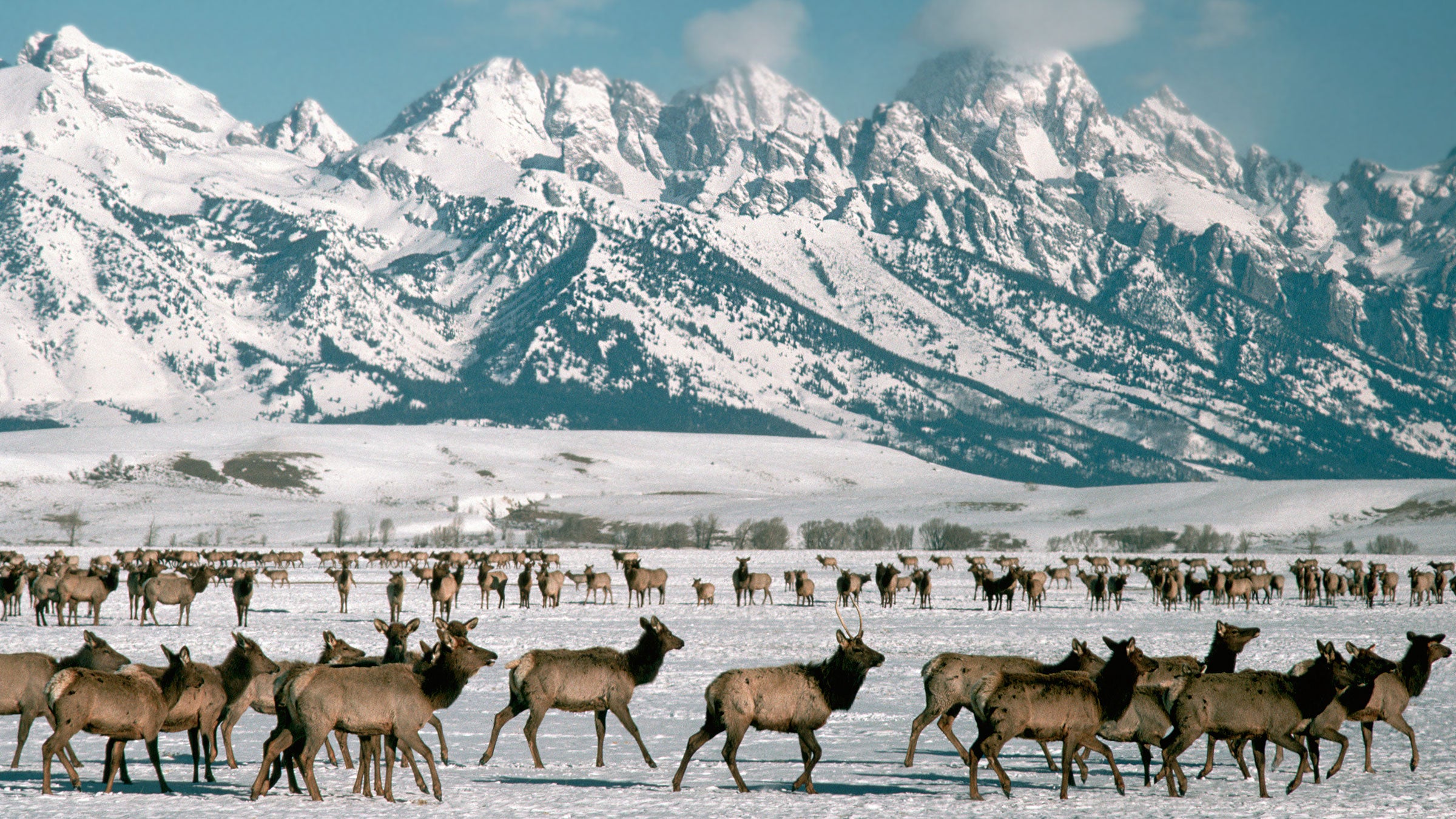 Migrating elk at the National Elk Refuge at Jackson Hole, Wyoming